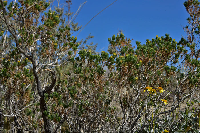 hott's Pygmycedar is a large shrub or small tree, an interesting growth form for a member of the Asteraceae family in which most species by far are annuals and perennials herbs. Peucephyllum schottii 